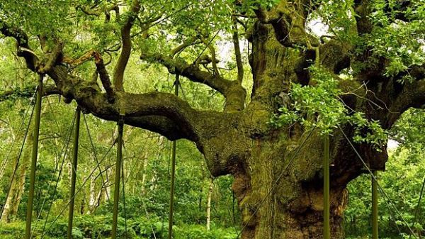 Британские ученые клонируют дерево Робин Гуда