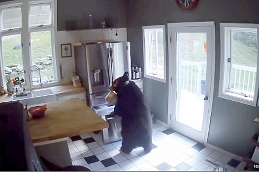 Fox News: Медведь из Коннектикута пробрался в дом и опустошил холодильник