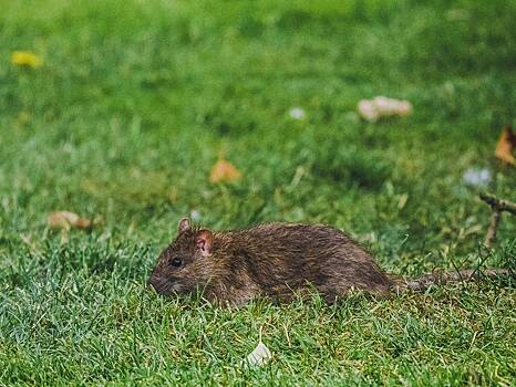 Огромные крысы размером с кошку захватили центр британского города